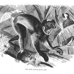 The Indri Lemur (1/8 nat. size)