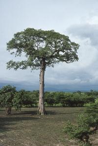 Ceiba pentandra, the last tree