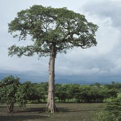 Ceiba pentandra, the last tree