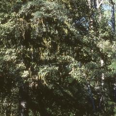 Podocarpus reichei tree in cloud forest