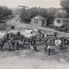 Horses at the fair