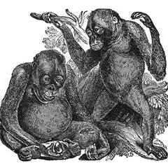 Juvenile Orangutan Print