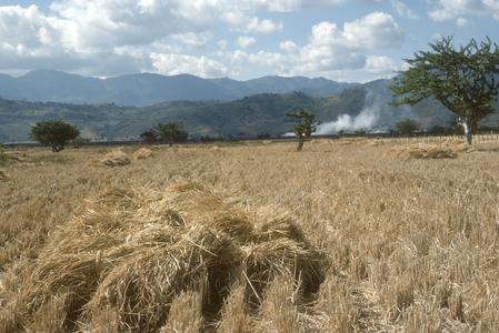 Rice fields and calabash trees north of El Progreso