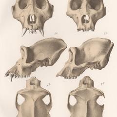 Gorilla and Chimpanzee Skulls Print