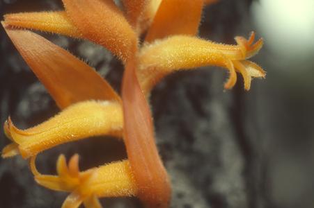 Spiranthes aurantiacum orchid in oak-pine forest