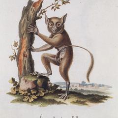 Abbildung 13 : Lemur spectrum Pall. (Schreber, 1820)