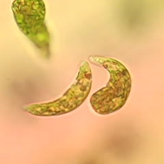 Euglena movieof swimming cells - 100x DIC objective