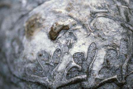 Nerinea (fossil snail), top of Cerro Grande
