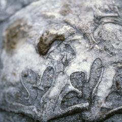Nerinea (fossil snail), top of Cerro Grande