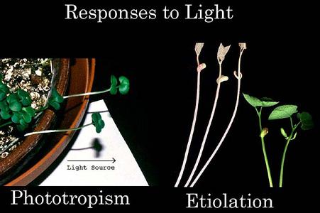 Responses to light