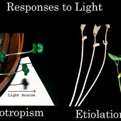Responses to light