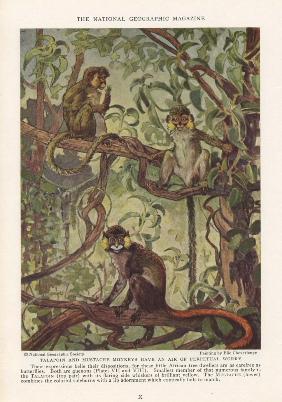 Talapoin and Mustached Monkeys