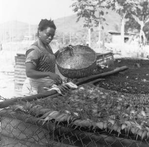 Woman Drying Fish