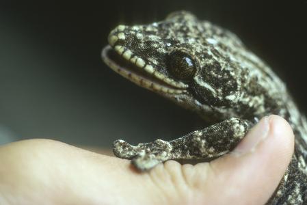 Gecko, Río Palenque Biological Station