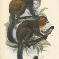 Black and White Lemur and Mongoose Lemur Print