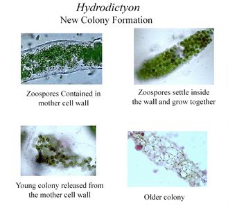 Hydrodictyon - composite of colony reproduction