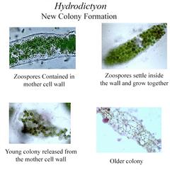 Hydrodictyon - composite of colony reproduction