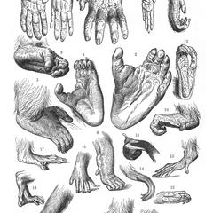 Hands and Feet of Apes and Monkeys