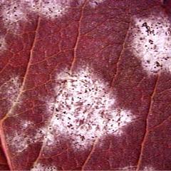 Viburnum lentago leaf infected by powdery mildew - detail