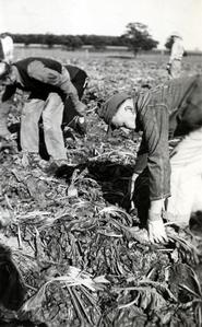 POWs harvesting sugar beets, 1945