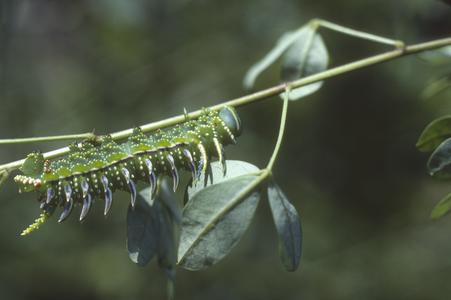 Silver-spined caterpillar at Zarzamora