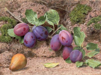 Still Life with Plums and a Pear on a Mossy Bank