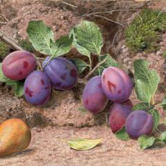 Still Life with Plums and a Pear on a Mossy Bank