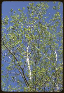 Populus tremuloides, South Kettle Moraine