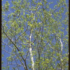 Populus tremuloides, South Kettle Moraine
