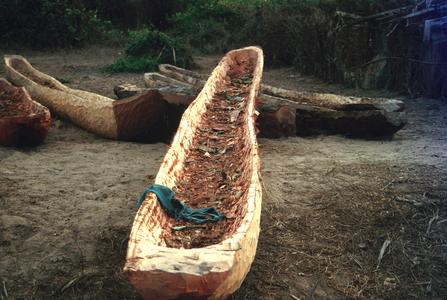 Dugout Canoe Being Made by Hollowing Out A Tree
