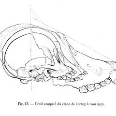 Profil comparé du crâne de l'orang à trois âges