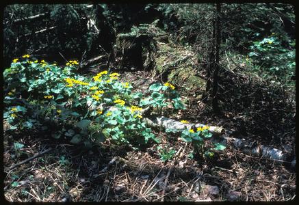 Marsh-marigold in bloom in a conifer woods