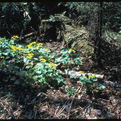 Marsh-marigold in bloom in a conifer woods