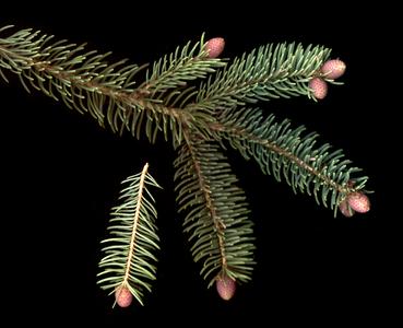 White spruce - scanned branch with male cones
