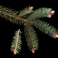 White spruce - scanned branch with male cones
