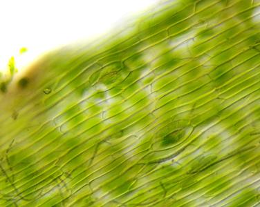 Dermis of the sporophyte of a hornwort with stomata