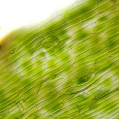 Dermis of the sporophyte of a hornwort with stomata