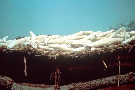 Cassava (Manioc) Tubers Drying