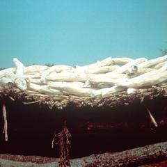 Cassava (Manioc) Tubers Drying