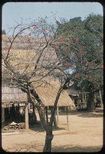 Lao village scene