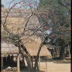 Lao village scene