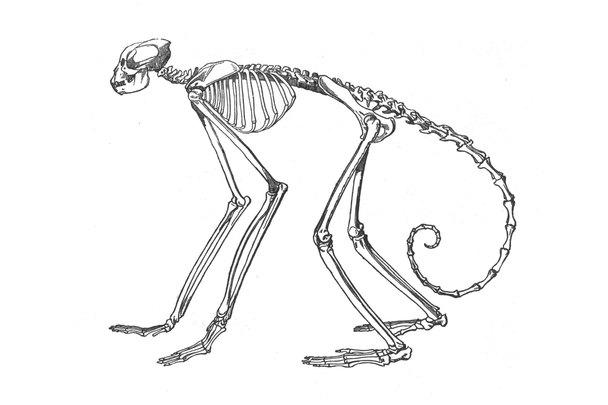 Шимпанзе передняя конечность. Скелет дриопитека. Строение гориллы скелет. Гиббоны скелет анатомия. Анатомия гориллы скелет.
