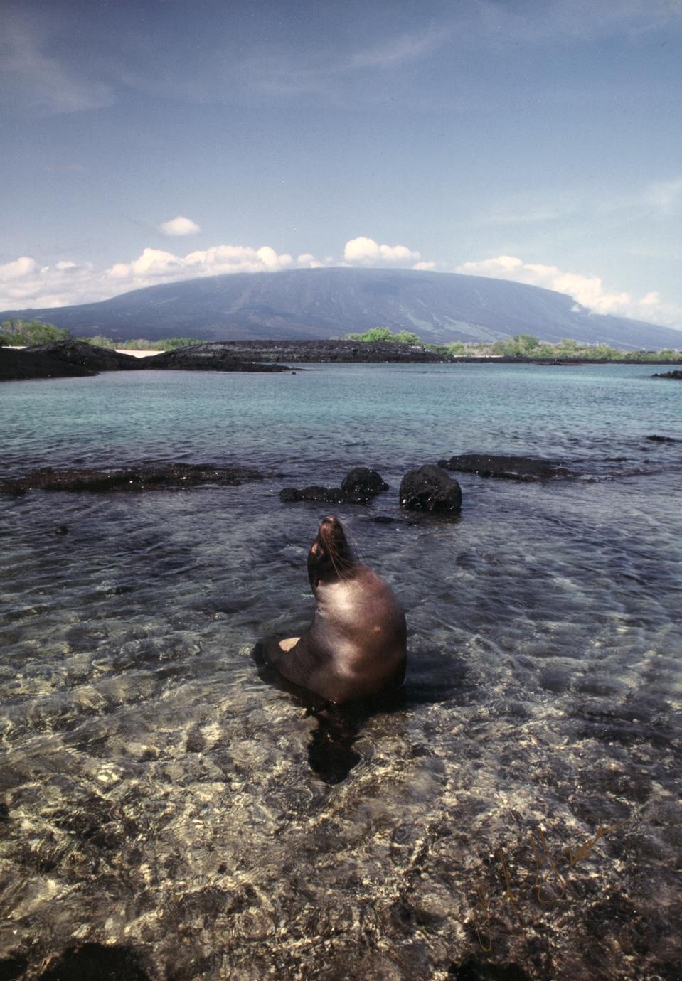Galápagos Sea Lion (Zalphus wollebacki)