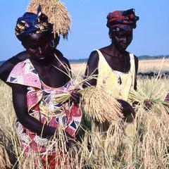 Close-up of Women Harvesting Rice