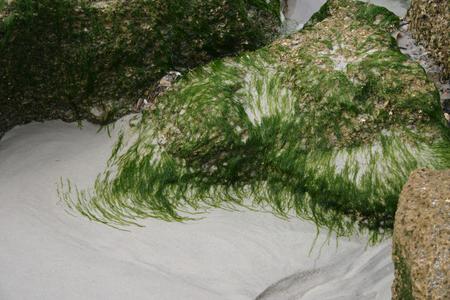 Cladophora growing on rocks at St. Augustine, Florida