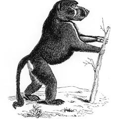 Standing Chacma Baboon Print