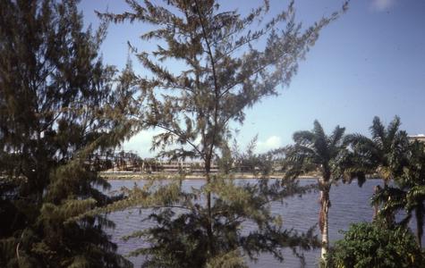 View of Lagos seen through trees