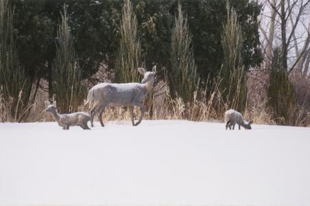 “Doe with Fawns” sculpture