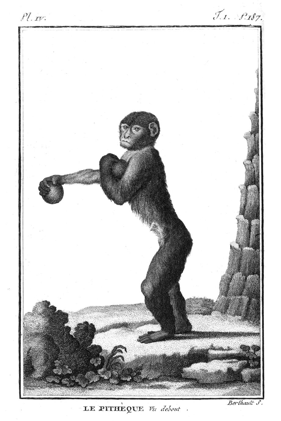 Le Pitheque vu debout (Ape standing upright)