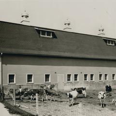 Normal School farm dairy barn